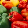 PNOS Paprika-Saatgutmischung, 0,6 g