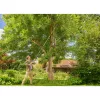 Teleskopstangenschneider GARDENA StarCut Pro L T-Griff, verstellbare Länge 175–400 cm
