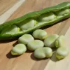 PNOS Ackerbohne Jankiel White Samen, 50 g