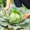PNOS Weißkohl Roem Van Enkhuizen 2 Gemüsesamen, 2 g