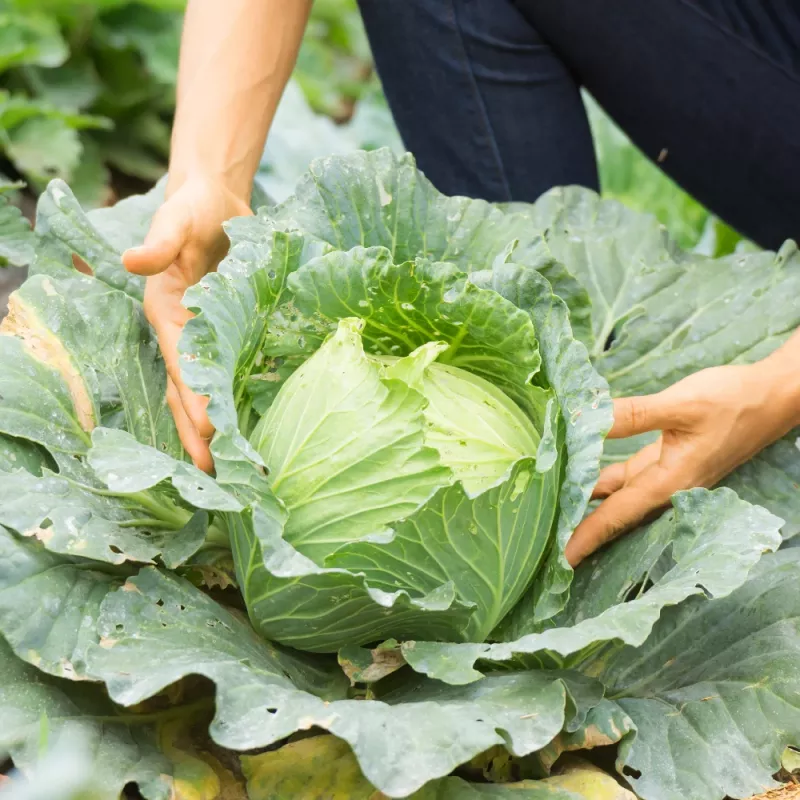 PNOS Weißkohl Roem Van Enkhuizen 2 Gemüsesamen, 2 g