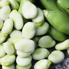 PNOS Ackerbohne Jankiel White Samen, 50 g