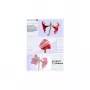 1x25 Olympia Laminierfolien DIN A3 80 Micron 9180