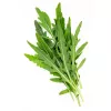 PNOS Rucola Eruca sativa Saatgut auf Band, 6 m
