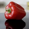 PNOS Paprika Jolanta Gemüsesamen, 0,5 g