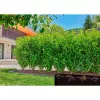 Gardena Micro-Drip-System Tropfbewässerungsleitung, 1,6 l/h, 50 m (13504-20)