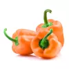PNOS Paprika Etiuda Gemüsesamen, 0,5 g