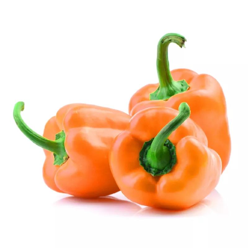 PNOS Paprika Etiuda Gemüsesamen, 0,5 g