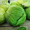 PNOS Weißkohl Roem Van Enkhuizen 2 Gemüsesamen, 2 g