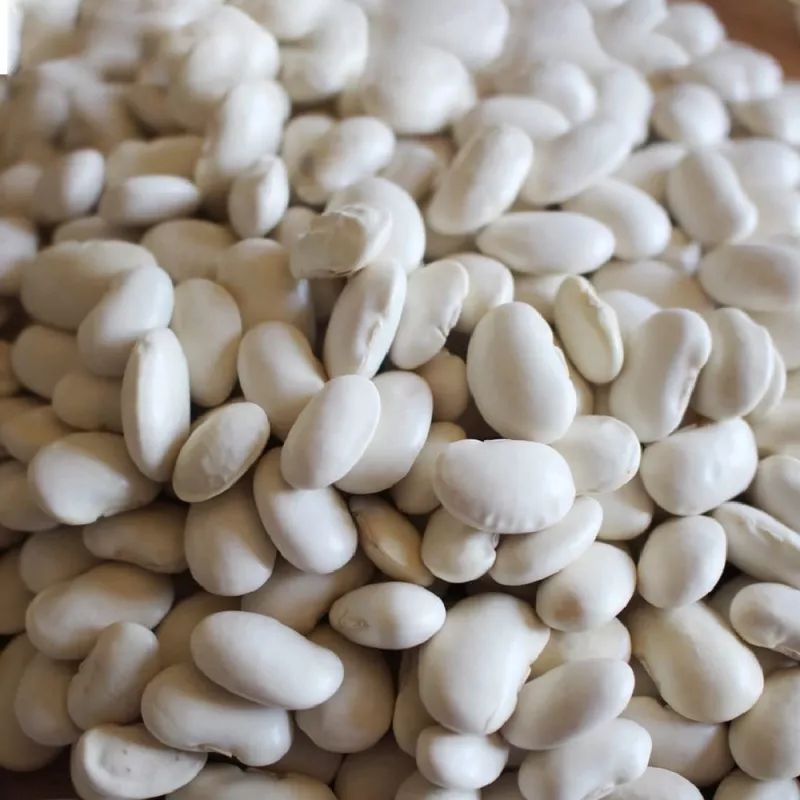 PNOS Trockenbohne Iglomska Samen, 50 g