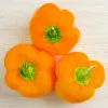 PNOS Paprika Etiuda Gemüsesamen, 0,5 g