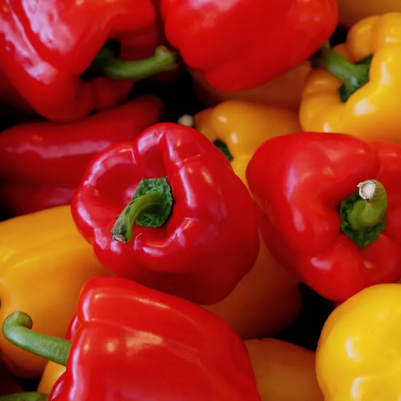 PNOS Paprika Jolanta Gemüsesamen, 0,5 g