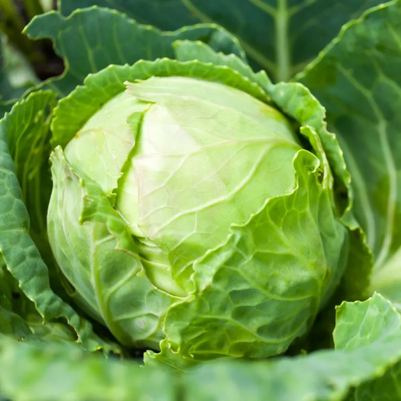 PNOS Weißkohl Roem Van Enkhuizen 2 Gemüsesamen, 2 g