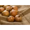 Wolska Onion Toraf Gemüsesamen, 5g Packung