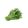 PNOS Rucola Eruca sativa Saatgut auf Band, 6 m