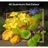 Hisense 55 Zoll S7NQTUK Canvas TV mit Freely & ArtMode