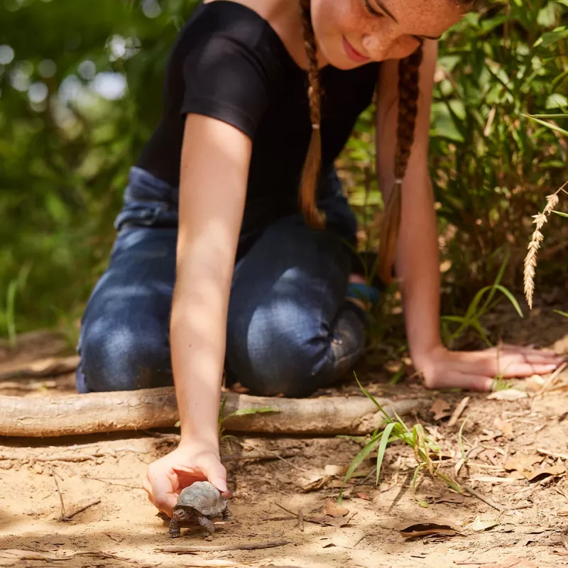 Figur, Schleich, WILD LIFE Riesenschildkröte
