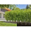 Tropfbewässerungssystem Gardena 13501-20 Schlauchlänge 50 m schwarz