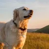 Hama 00185826 GPS-Tracker/Finder Artikel Weiß