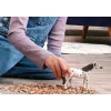 Schleich Horse Club 14916 Knabstrupper Wallach Spielfigur
