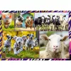 Puzzle TREFL Funny — 4 x 250 Teile, Themen-Set für Kinder