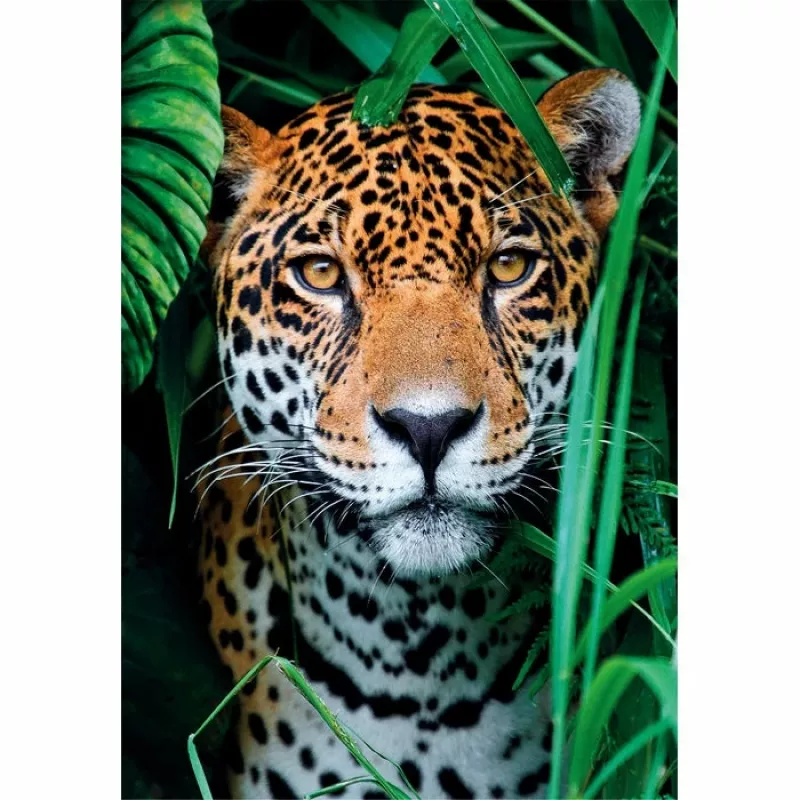 Clementoni High Quality Collection Jaguar im Dschungel Puzzle 500 Teile Tiere