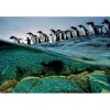 Clementoni Pinguine Puzzle 1000 Stck. Tiere