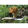 Taschenmesser Opinel