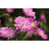 Canon RF-S 55-210mm F5-7.1 IS STM Teleobjektiv-Zoom