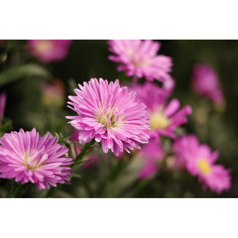 Canon RF-S 55-210mm F5-7.1 IS STM Teleobjektiv-Zoom