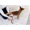PALOPA Wiederverwendbare Hundewindel Heat Pants für Inkontinenz Glan Taupe S