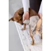 PALOPA Wiederverwendbare Hundewindel für Hitze und Inkontinenz, Glan Taupe, Größe L