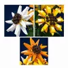 Mould King Sunflower Potted 24111 Bausteine-Set (854 Teile)
