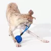 Cheerble Wicked Ball Air Rope Hundespielzeug, Royal Blue