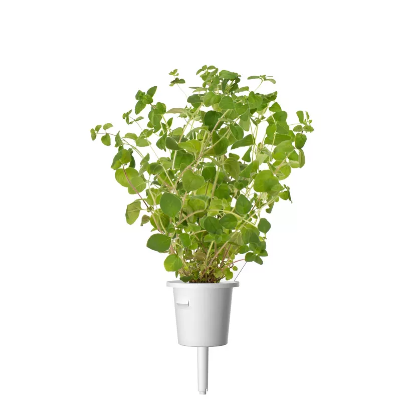 Click & Grow Oregano-Pflanzkapseln, 3 Kapseln (SGR31X3)