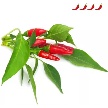 Click & Grow Piri-Piri-Chili Pflanzenkapseln für Smart Garden, 3er-Pack (SGR67X3)