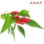 Click & Grow Piri-Piri-Chili Pflanzenkapseln für Smart Garden, 3er-Pack (SGR67X3)