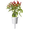 Click & Grow Piri-Piri-Chili Pflanzenkapseln für Smart Garden, 3er-Pack (SGR67X3)