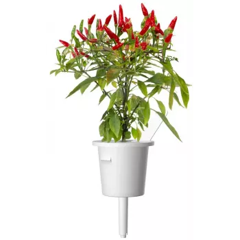 Click & Grow Piri-Piri-Chili Pflanzenkapseln für Smart Garden, 3er-Pack (SGR67X3)