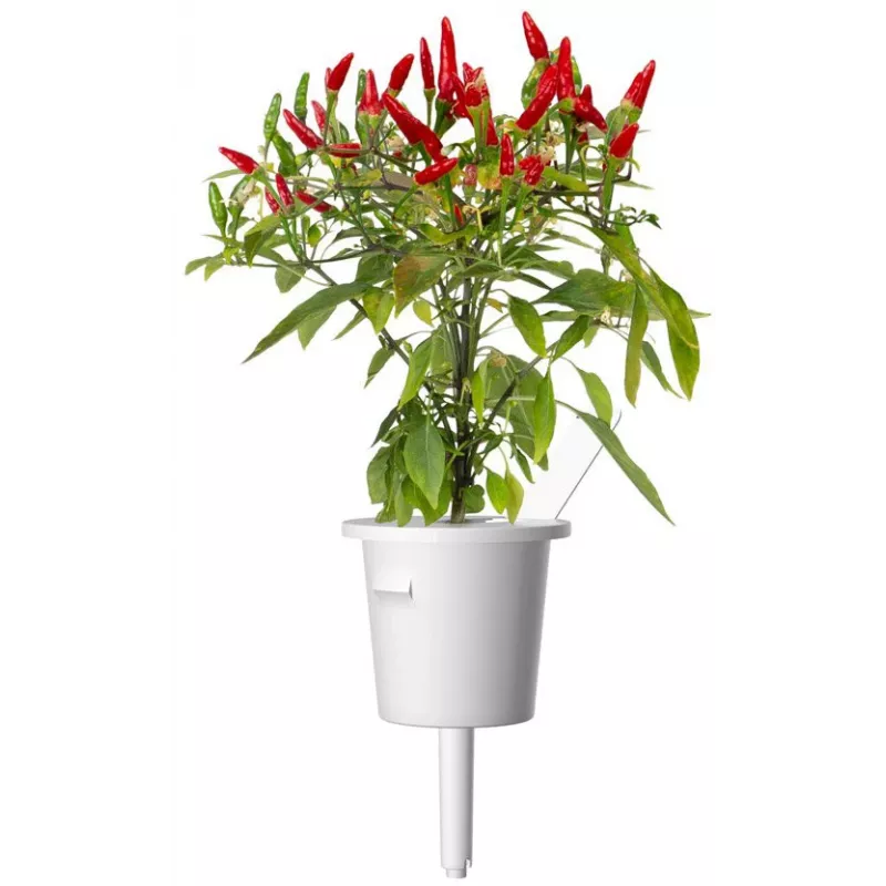 Click & Grow Piri-Piri-Chili Pflanzenkapseln für Smart Garden, 3er-Pack (SGR67X3)