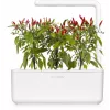 Click & Grow Piri-Piri-Chili Pflanzenkapseln für Smart Garden, 3er-Pack (SGR67X3)