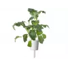 Click & Grow Smart Garden Nachfüllpackung, 3 Pflanzentöpfe (SGR86X3)