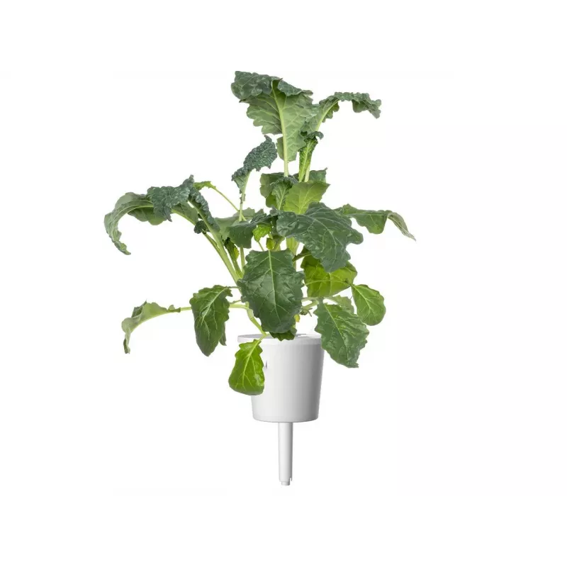 Click & Grow Smart Garden Nachfüllpackung, 3 Pflanzentöpfe (SGR86X3)