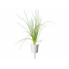 Click & Grow Smart Garden Nachfüllpackung, 3 Pflanzentöpfe (SGR105X3)