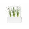 Click & Grow Smart Garden Nachfüllpackung, 3 Pflanzentöpfe (SGR105X3)