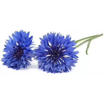 Click & Grow Kornblume Pflanzenkapseln für Smart Garden, 3er-Pack (SGR36X3)