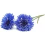 Click & Grow Kornblume Pflanzenkapseln für Smart Garden, 3er-Pack (SGR36X3)