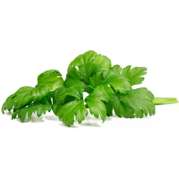 Click & Grow Schnittsellerie Pflanzenkapseln für Smart Garden, 3er-Pack (SGR97X3)