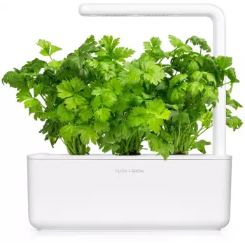 Click & Grow Schnittsellerie Pflanzenkapseln für Smart Garden, 3er-Pack (SGR97X3)