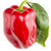 Click & Grow SGR63X3 Smart Garden 3 Pflanzenkapseln Nachfüllpackung (3 Kapseln, biologisch abbaubar, vorbepflanzt, Smart Soil)